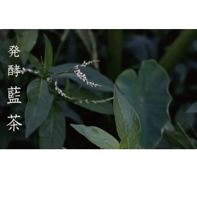 発酵藍茶5g×3袋セット