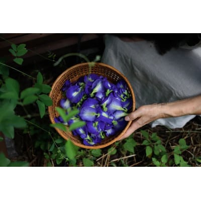 発酵藍茶5g×3袋セット