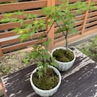 苔盆栽(もみじ) 2個セット