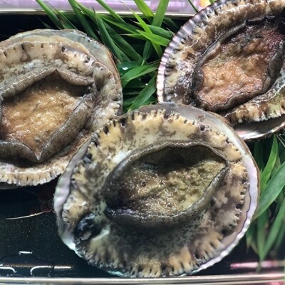 新鮮 天然活あわび 夏季 秋季限定 お礼品詳細 ふるさと納税なら さとふる