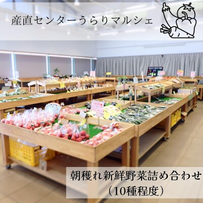 産直センターうらりマルシェ　 三浦野菜詰め合わせ | ふるさと納税のお礼品