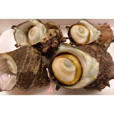 【海の幸を簡単に食べよう!】まぐろ&さざえお手軽セット