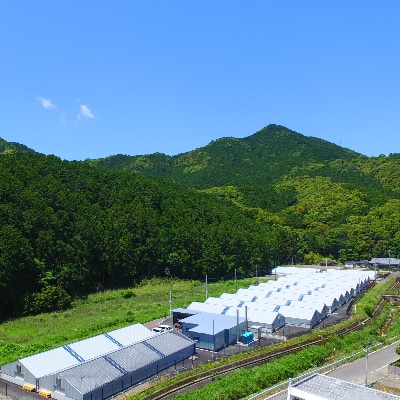 【和歌山県新宮市】【テレビ番組で紹介されました】熊野なまず蒲焼詰合せ