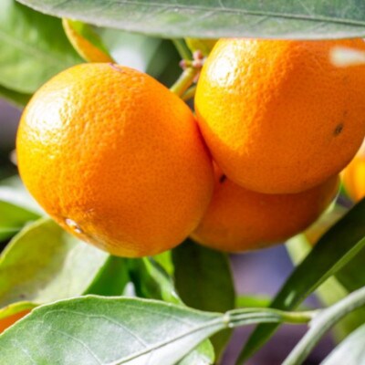 [秀品]和歌山有田みかん約4kg(2Lサイズ)(新宮市)