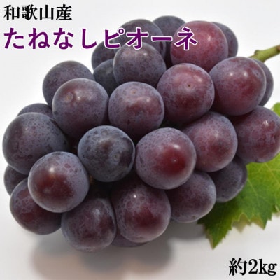 【新鮮・産直】和歌山かつらぎ町産のたねなしピオーネ約2kg(2房～5房目安)(新宮市)