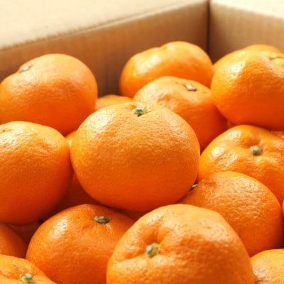 【ブランドみかん】田村みかん約5kg(2Lサイズ・秀品)(新宮市)