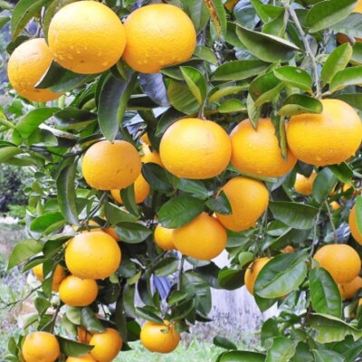 【産直】和歌山県由良町産の木成り熟成八朔約10kg(サイズ混合・訳ありご家庭用)(新宮市)