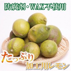 加工用　黒潮レモン6.5kg+195g(傷み補償分)【防腐剤・WAX不使用】【国産レモン】【訳あり】 | ふるさと納税のお礼品