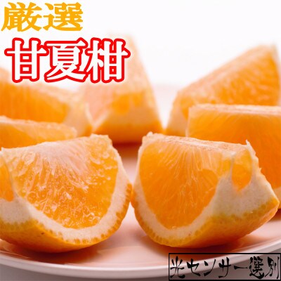 <4月より発送>厳選甘夏柑5kg+150g(傷み補償分)【初夏のみかん】【有田産】【光センサー選別】