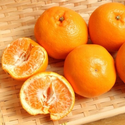 ≪先行予約 2027年1月下旬～発送≫和歌山有田の濃厚はるみ 約5kg (Lサイズ)