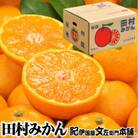 [2025年11月下旬～]田村みかん【秀品4キロ】サイズおまかせ/湯浅町田村地区産