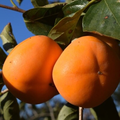【秋の味覚】和歌山産たねなし柿約4kg 化粧箱入り(2L～4Lサイズ)【新宮市】