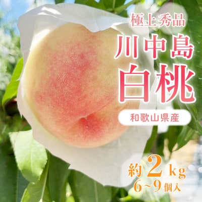 桃先行受付!　【川中島白桃】　(大玉特秀品)　約2kg　6～9個入　こだわり農家厳選!