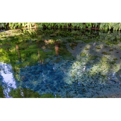 日本名水百選ミネラルウォーター「南阿蘇・白川水源」2L×6本入2ケース