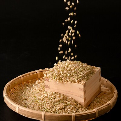 熊本県南阿蘇村産 令和6年産 特別栽培米 いのちの壱(玄米)5kg×1【虹色のかば】