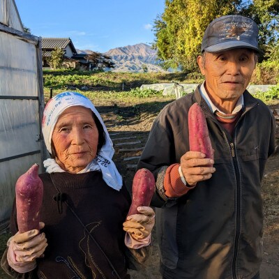 訳あり 熟成紅はるか 約10キロ 不揃い 蜜芋 (南阿蘇村)