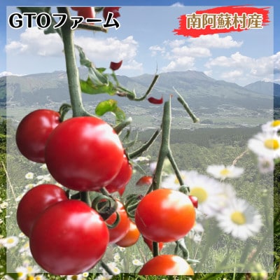 ミニトマト　6パック(200g×6)