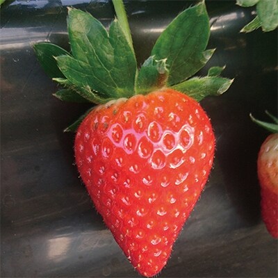 【奈良県限定品種】 古都華(ことか)約400~500g【高級いちご】