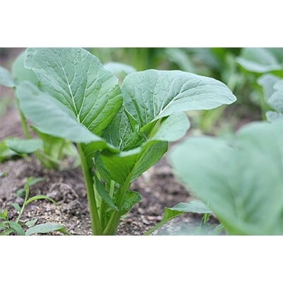 旬の奈良野菜セット (旬の野菜7品以上が入ります)