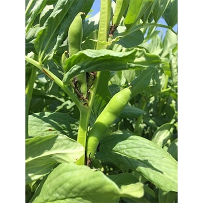 旬の奈良野菜セット (旬の野菜7品以上が入ります)