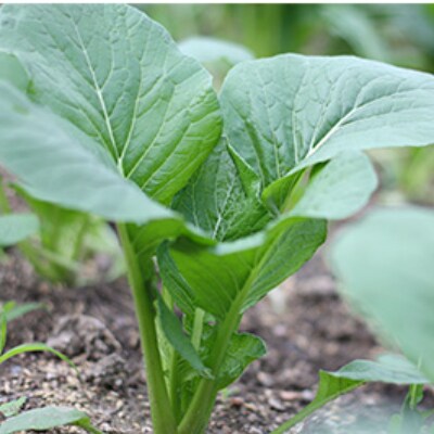 【数量限定】【期間限定】旬の奈良野菜といちごのセット(旬の野菜7品以上、いちご2パックが入ります)