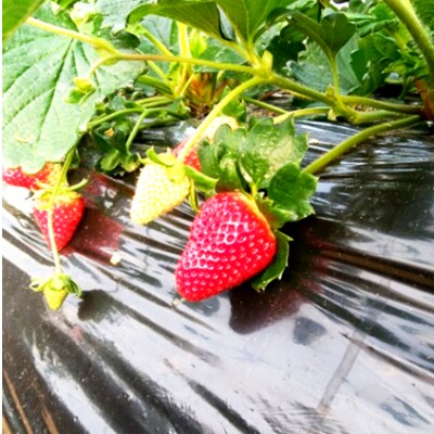 奈良県産いちご 古都華(ことか)農家直送!2パック入り【2025年2月以降発送】