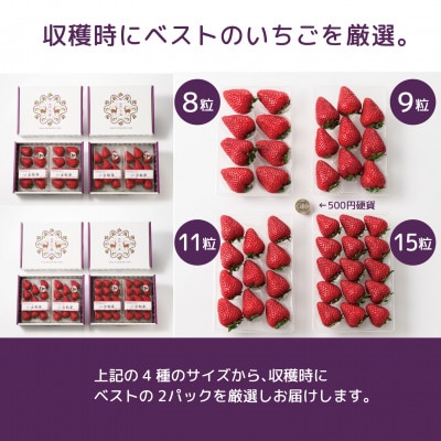 【発送月固定定期便】3ヶ月定期便 奈良県特産ブランドいちご古都華ことか2P (2-4月)全3回