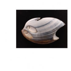古代貝　ビノス貝ブローチ