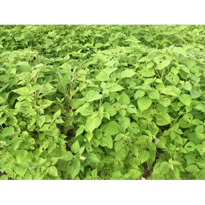飛騨生搾りえごま油　100g×1本　お申込後に搾油するので新鮮搾りたて a526