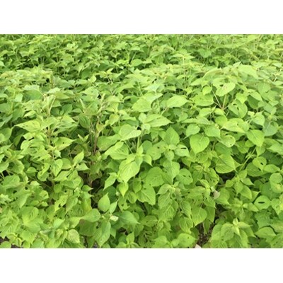 飛騨生搾りえごま油　50g×3本セット　ご注文後に搾油するので新鮮搾りたて b534