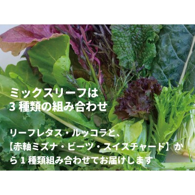 飛騨の新鮮モッツァレラ&フレッシュ野菜 お届けセット DF001