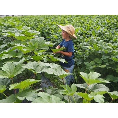飛騨高山よしま農園の自然のなかで育った野菜セット a523
