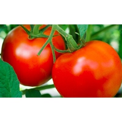 40歳からの大人のトマト完熟大玉約1kg(8～10月発送)[飛騨高山産] a502