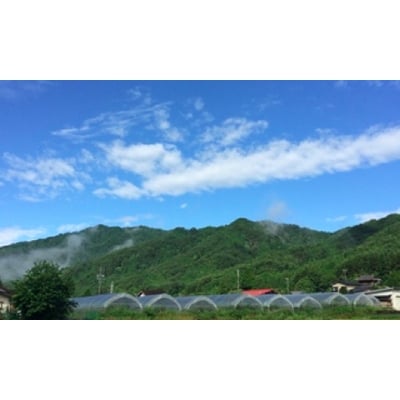 40歳からの大人のトマト完熟大玉約1kg(8～10月発送)[飛騨高山産] a502