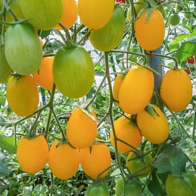[子どもに人気]4種ミックスミニトマト約1kg(200g×5袋、7～9月発送)[飛騨高山産]