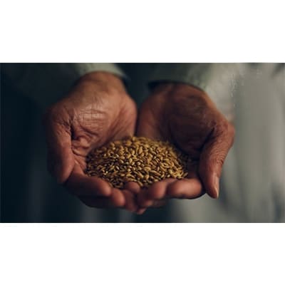 2020「世界最高米」原料米認定飛騨産コシヒカリ「黄金の煌き」2kg×3袋 b524