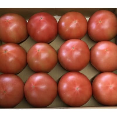 飛騨高山で採れた有機栽培トマト「王様トマト」2kg　TR3727