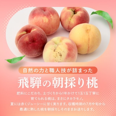 【2027年先行予約】訳あり桃　飛騨高山のもも(4-8玉) 糖度11度以上 GH009