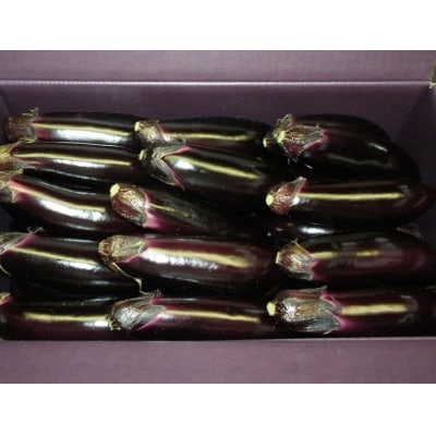 幸田町産　「とげなし美茄子」　5kg