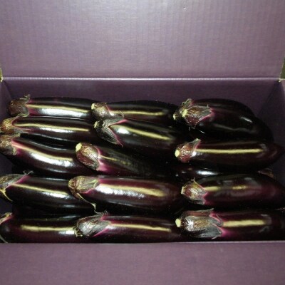 幸田町産「とげなし美茄子」 5kg | なす ナス 茄子 野菜 ※11月～6月に順次発送予定