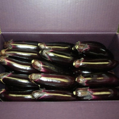 幸田町産「とげなし美茄子」 5kg | なす ナス 茄子 野菜 ※11月～6月下旬頃に順次発送予定