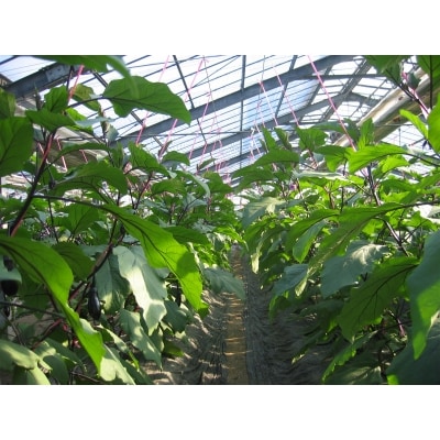 幸田町産　「とげなし美茄子」　5kg