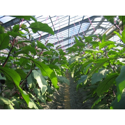 幸田町産「とげなし美茄子」 5kg | なす ナス 茄子 野菜 ※11月～6月下旬頃に順次発送予定