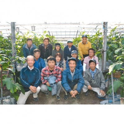 幸田町産「とげなし美茄子」 5kg | なす ナス 茄子 野菜 ※11月～6月下旬頃に順次発送予定