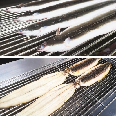 三河一色うなぎ白焼き 大2尾 (肝焼き付き) うなぎ 白焼き