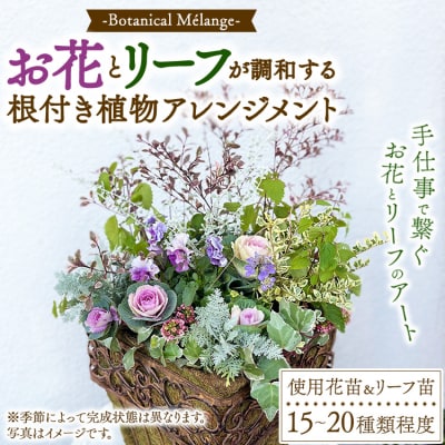 Botanical Mélange ～お花とリーフが調和する根付き植物アレンジメント～