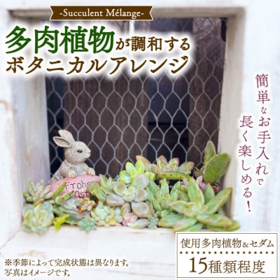Succulent Mélange ～多肉植物が調和するボタニカルアレンジ～