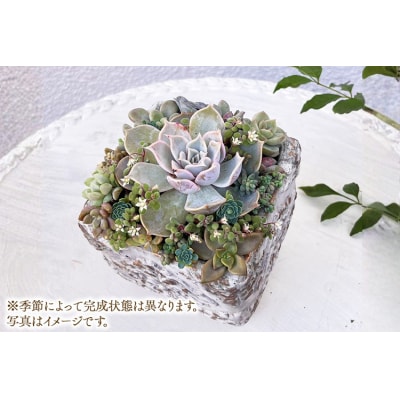Succulent Mélange ～多肉植物が調和するボタニカルアレンジ～