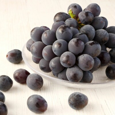 幸田町産 ハウス栽培ぶどう 「種なし巨峰」 4房 ※2026年7月中旬頃～発送