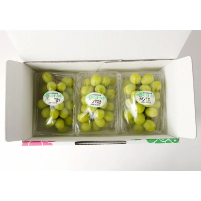 幸田町産 ハウス栽培ぶどう 「シャインマスカット(種なし)」 3房 ※2026年7月中旬頃～発送